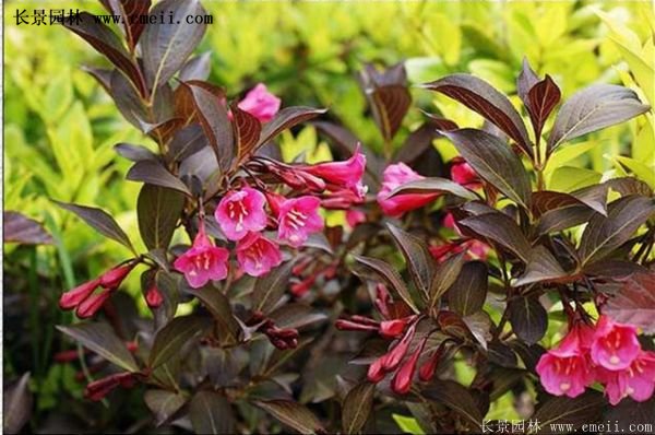 红王子锦带花 红王子锦带花
