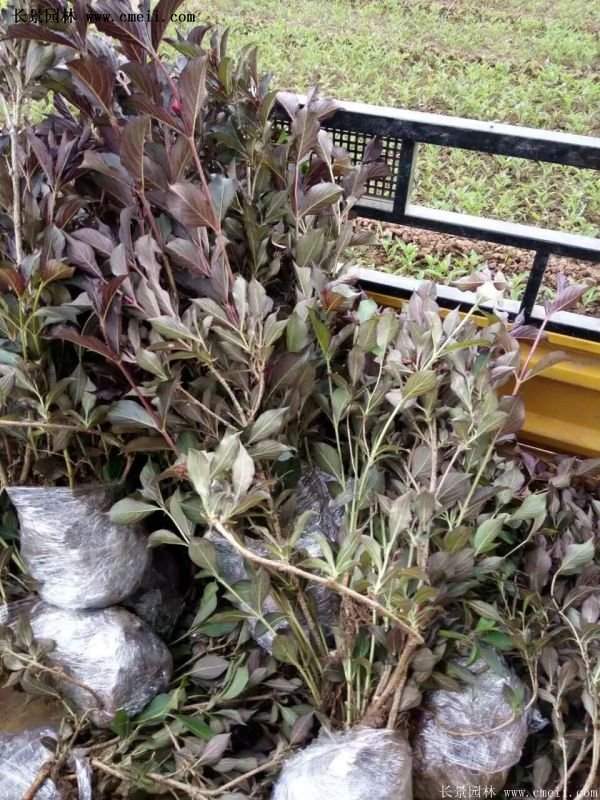 红王子锦带花 红王子锦带花