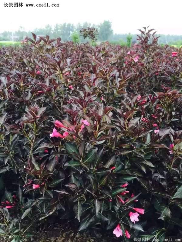红王子锦带花 红王子锦带花