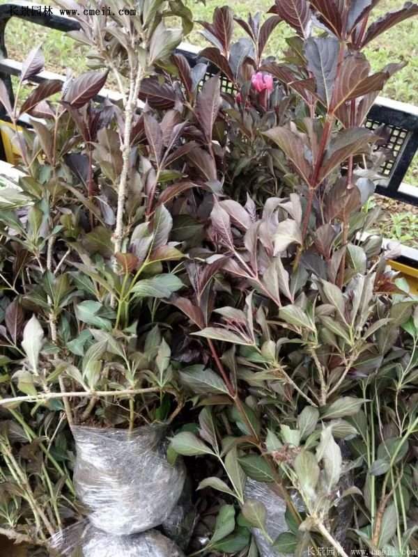 红王子锦带花 红王子锦带花
