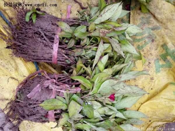 红王子锦带花 红王子锦带花
