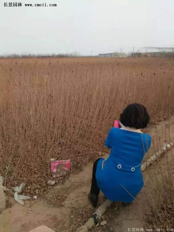 红王子锦带花 红王子锦带花