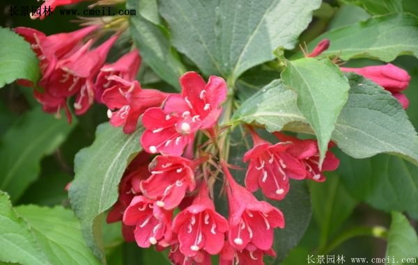 沭阳红王子锦带基地照片 沭阳红王子锦带基地照片