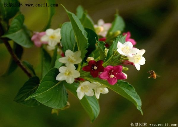 沭阳红王子锦带基地照片 沭阳红王子锦带基地照片