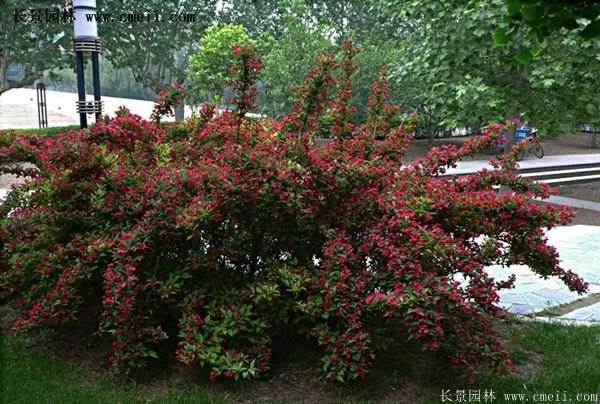 沭阳红王子锦带基地照片 沭阳红王子锦带基地照片