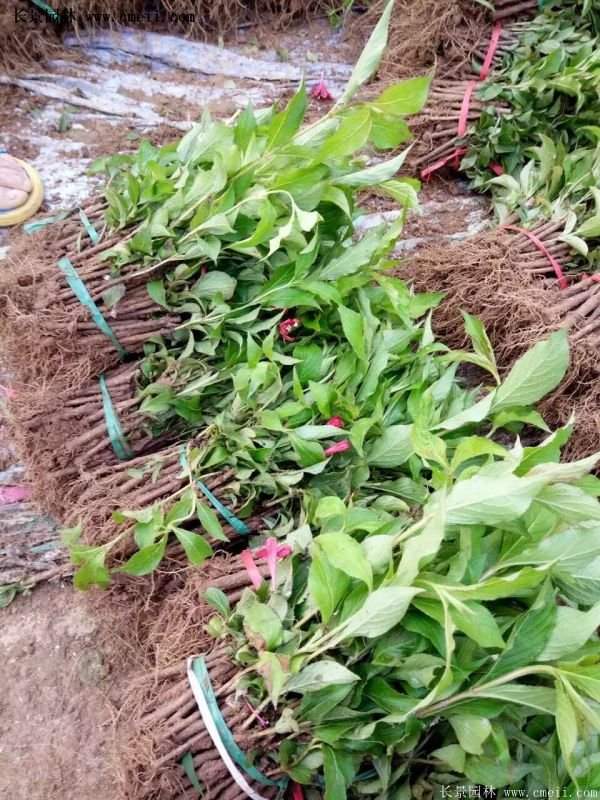 沭阳红王子锦带花基地 沭阳红王子锦带花基地