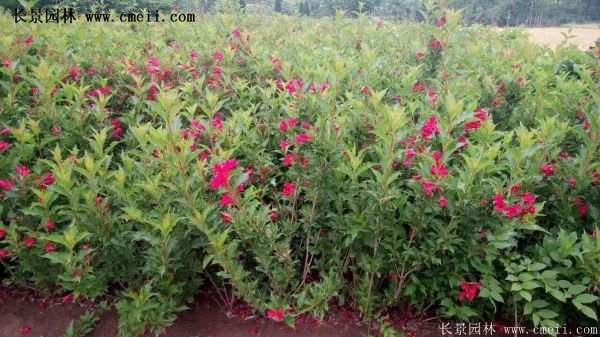 沭阳红王子锦带花基地 沭阳红王子锦带花基地