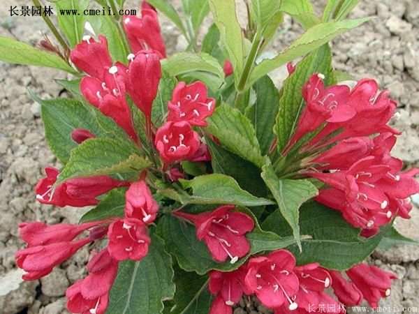沭阳红王子锦带花基地 沭阳红王子锦带花基地