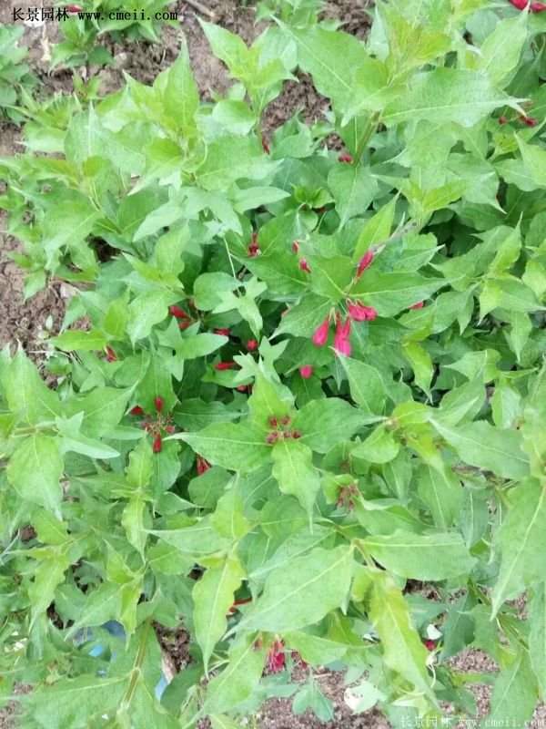 沭阳“三省”的红王子锦带花的价格表 沭阳“三省”的红王子锦带花的价格表