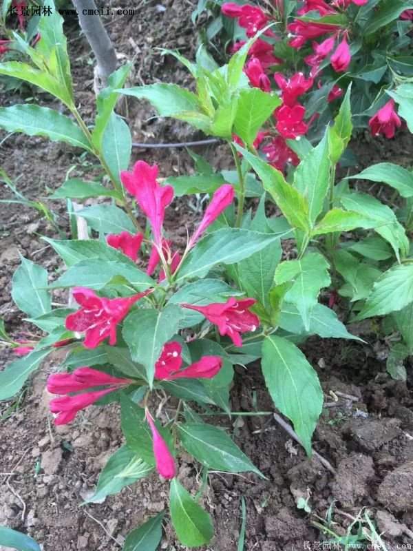 沭阳“三省”的红王子锦带花的价格表 沭阳“三省”的红王子锦带花的价格表