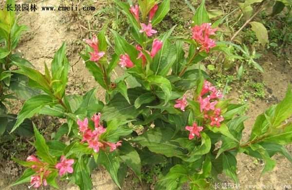 红王子锦带花 红王子锦带花