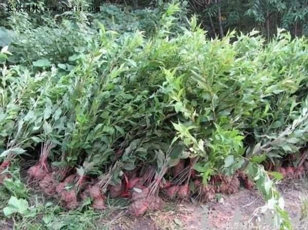 红王子锦带花 红王子锦带花