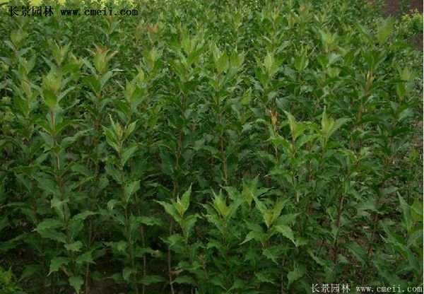 红王子锦带花 红王子锦带花