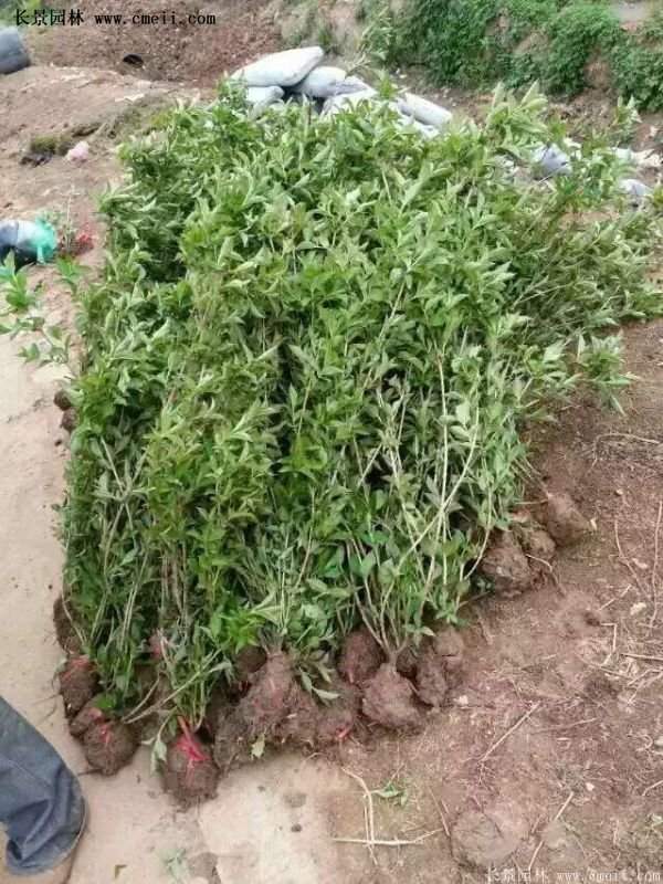 红王子锦带花 红王子锦带花