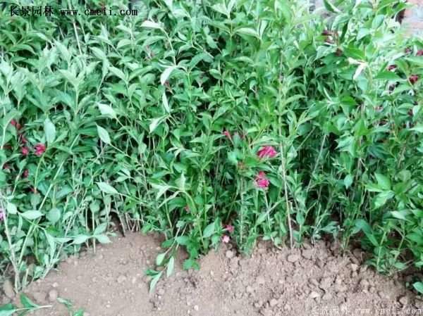 红王子锦带花 红王子锦带花