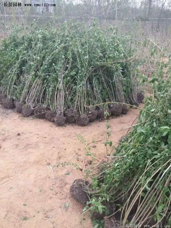 红王子锦带花 红王子锦带花