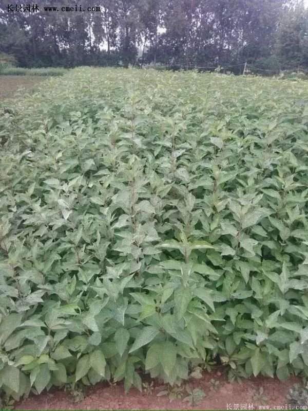 红王子锦带花 红王子锦带花