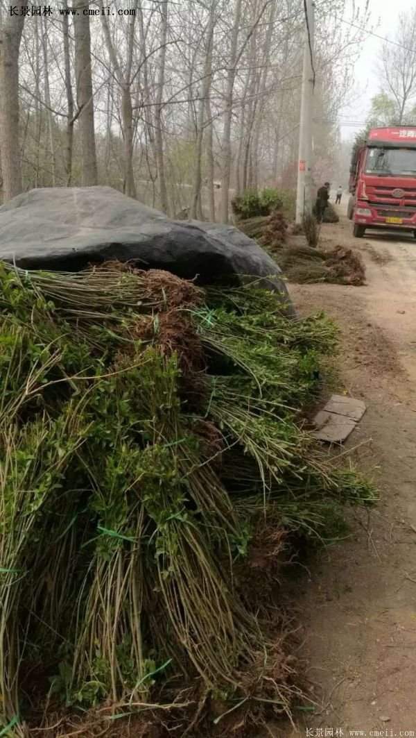 红王子锦带花 红王子锦带花