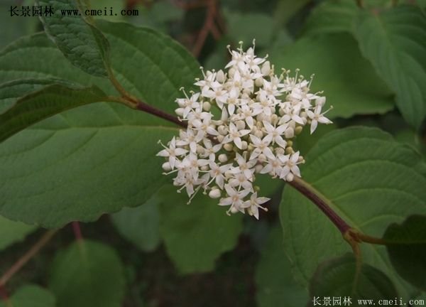 红瑞木价格 红瑞木价格