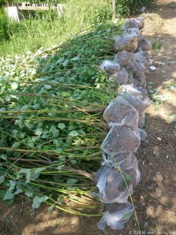 红瑞木金牌的供应商 红瑞木金牌的供应商