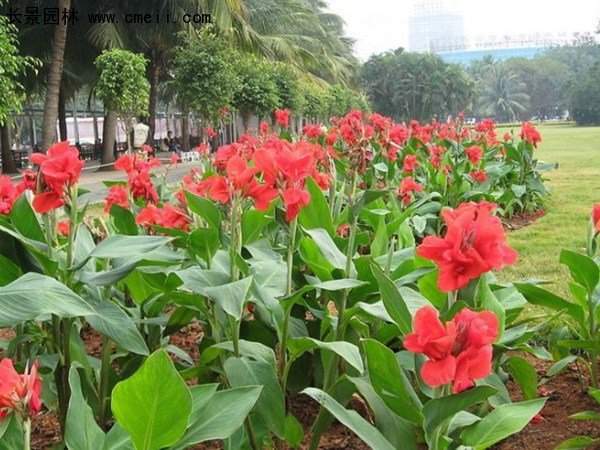 美人蕉,