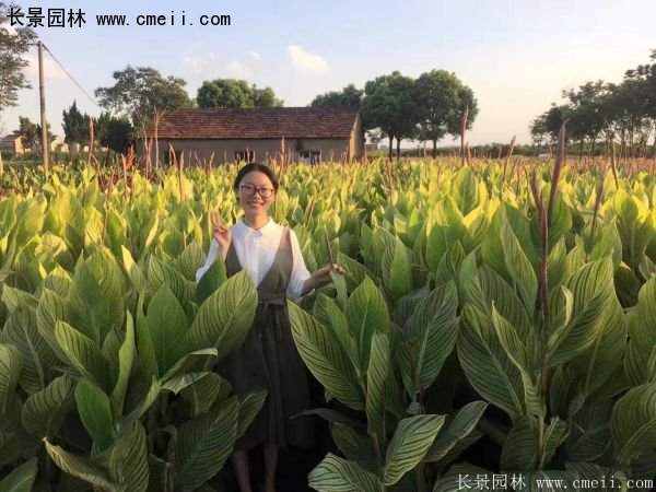 低价格，高质量的美人蕉