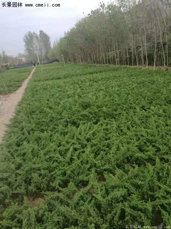 沭阳30-80冠幅地柏苗 沭阳30-80冠幅地柏苗