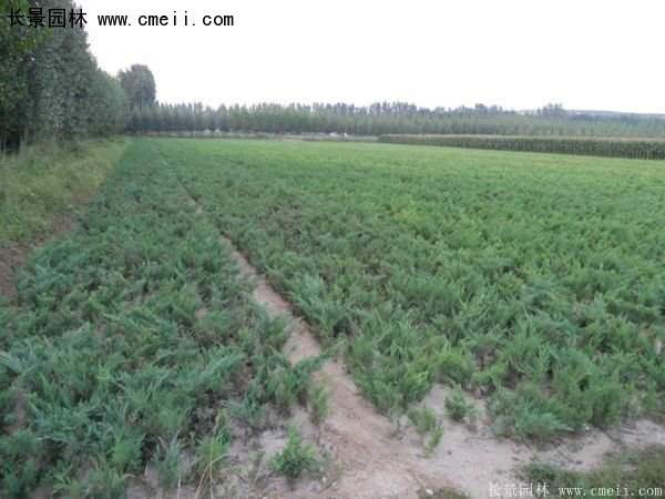 沭阳30-80冠幅地柏苗 沭阳30-80冠幅地柏苗