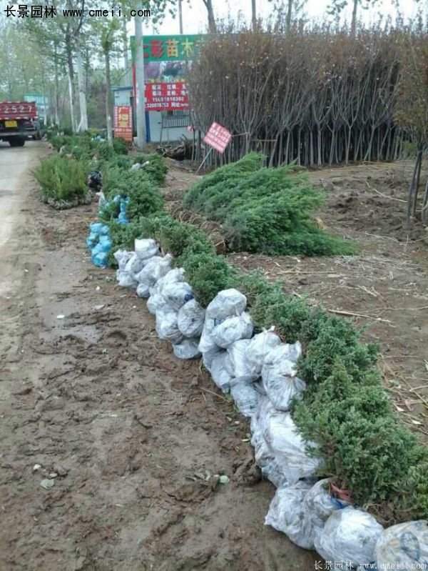 沭阳30-80冠幅地柏苗 沭阳30-80冠幅地柏苗