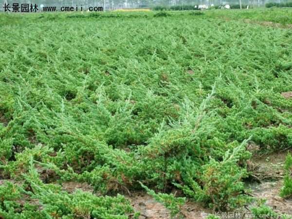 沭阳30-80冠幅地柏苗 沭阳30-80冠幅地柏苗