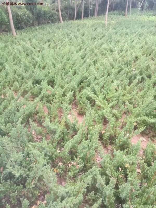 沭阳地柏的优势 沭阳地柏的优势