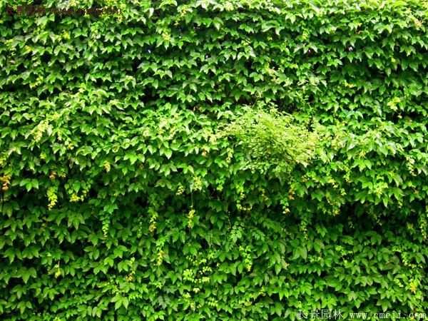 爬山虎在墙体绿化中有什么优势