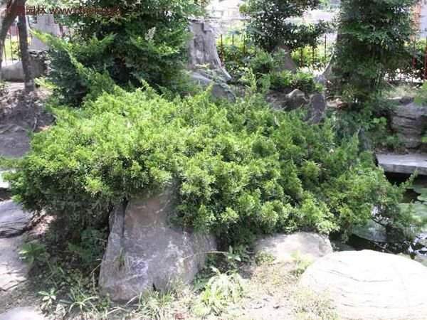 沭阳地柏 沭阳地柏