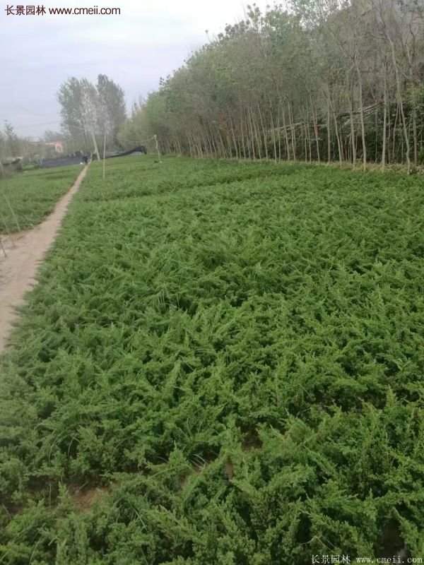 沭阳的地柏基地 沭阳的地柏基地