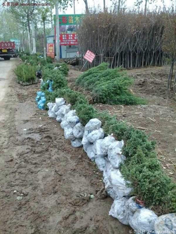 沭阳地柏苗的价格