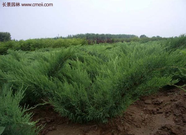 沭阳沙地柏基地 沭阳沙地柏基地