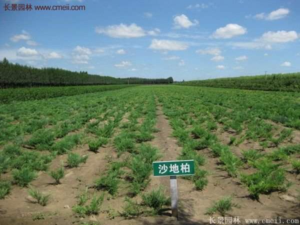 沭阳沙地柏基地 沭阳沙地柏基地