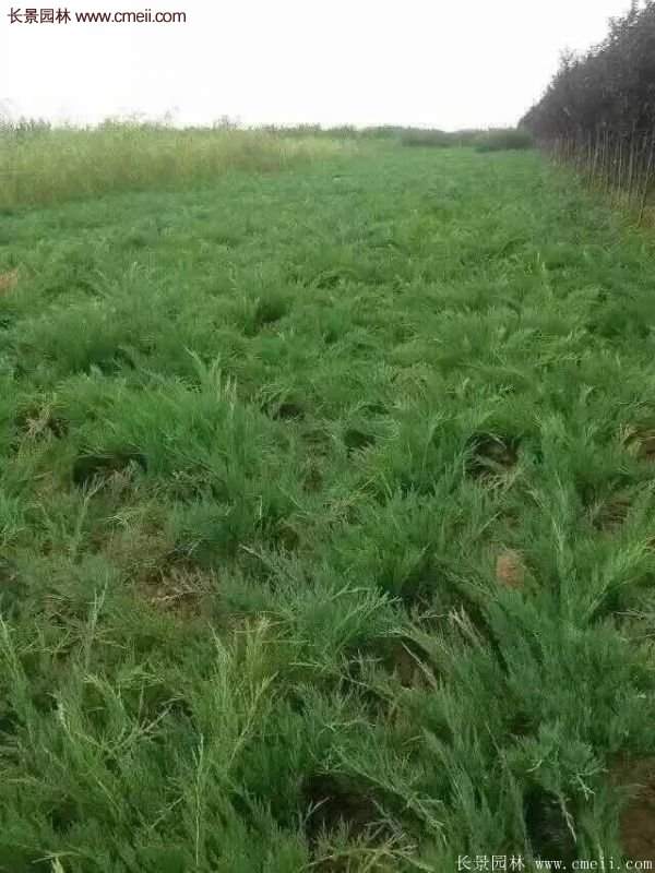 沭阳沙地柏 沭阳沙地柏