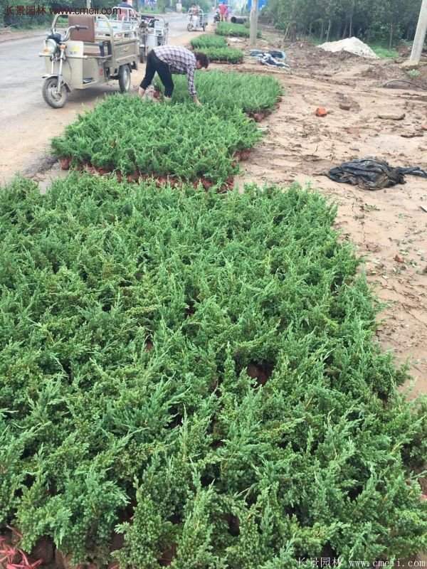 沭阳沙地柏 沭阳沙地柏