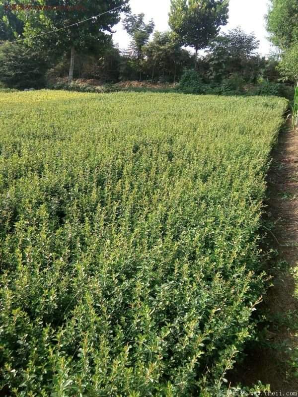 沭阳火棘苗 沭阳火棘苗