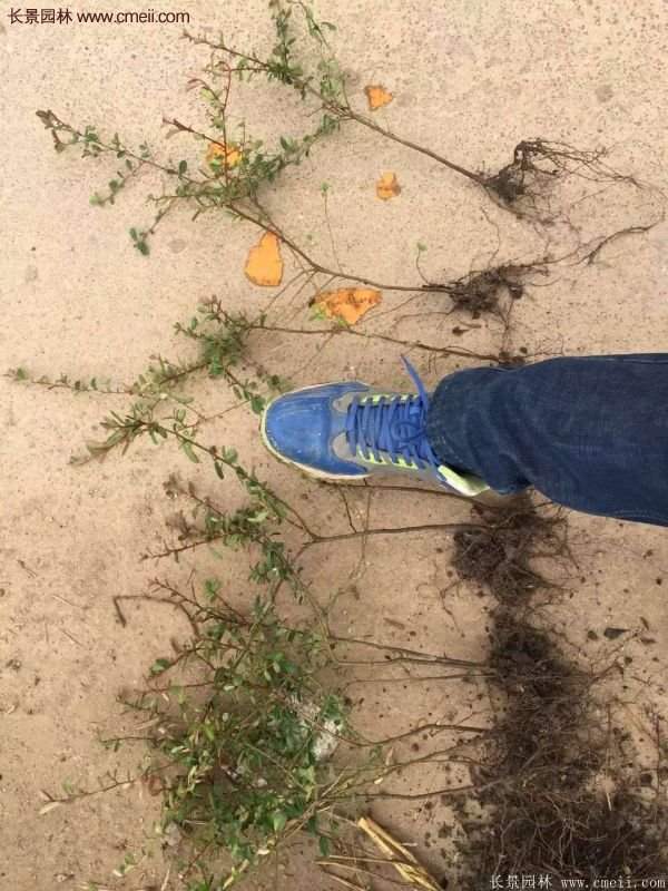 沭阳火棘苗 沭阳火棘苗