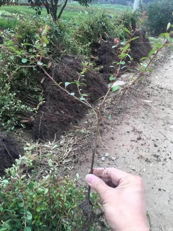 沭阳火棘苗 沭阳火棘苗