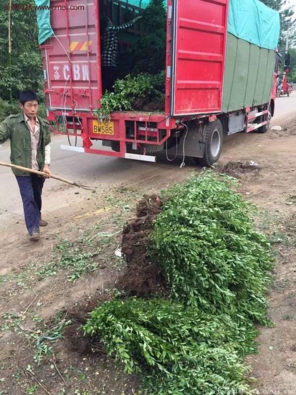 沭阳火棘球 沭阳火棘球