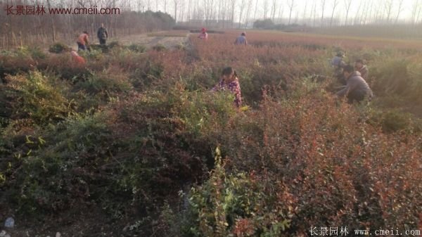 沭阳火棘球 沭阳火棘球