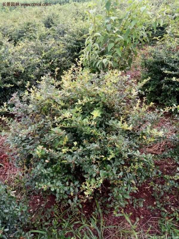 沭阳火棘苗、火棘球 沭阳火棘苗、火棘球