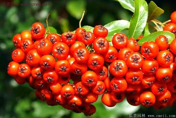 沭阳火棘