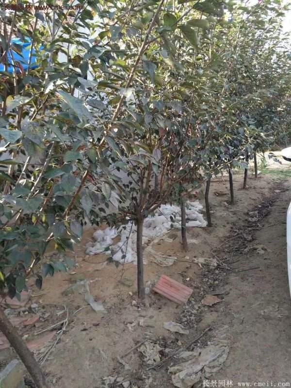 美人梅批发基地