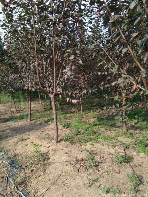美人梅批发基地