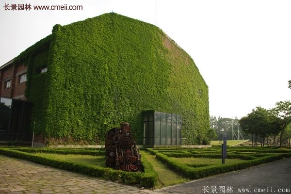爬山虎都能种植在哪些地方?