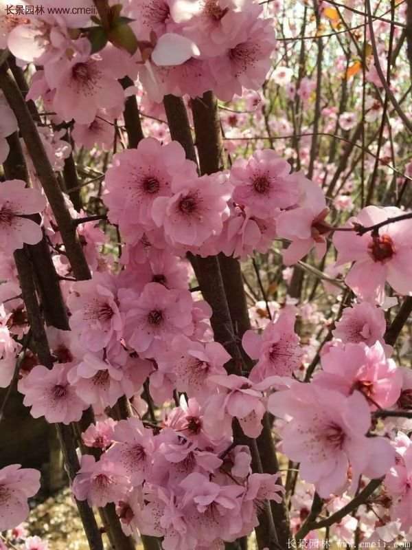 美人梅树苗